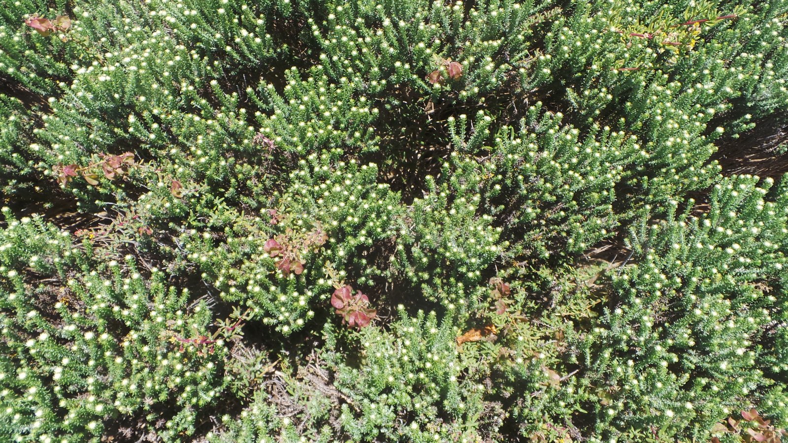 Cape Point01